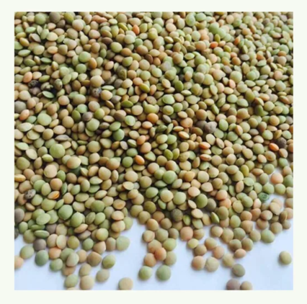 GREEN LENTILS BEANS