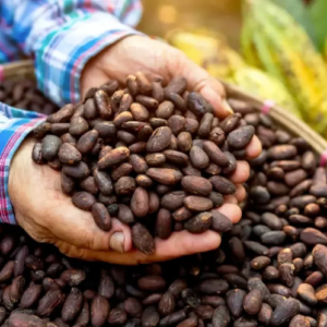 cocoa Beans