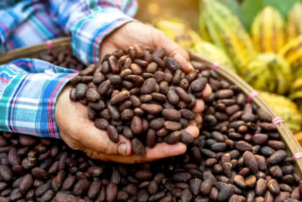 cocoa Beans