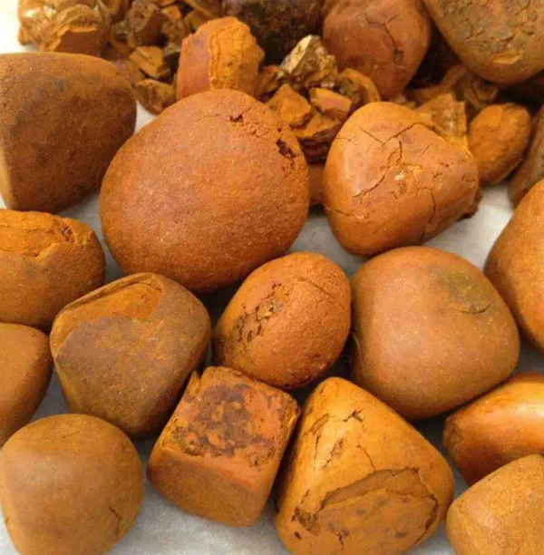 cow gallstones